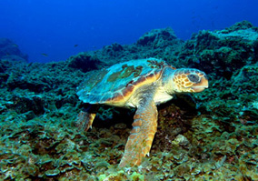 Tortugas Fondo mar